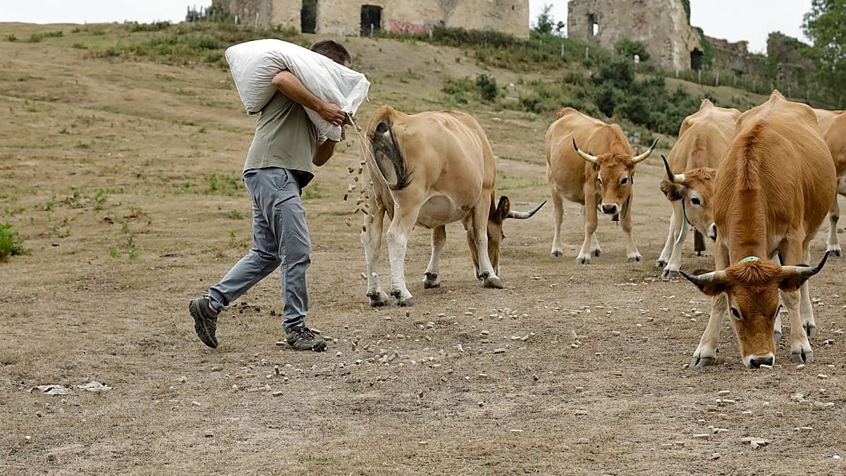 Fotografía que ilustra la noticia: Euskadi prepara una compra conjunta de forraje para asegurar la alimentación del ganado ante la sequía