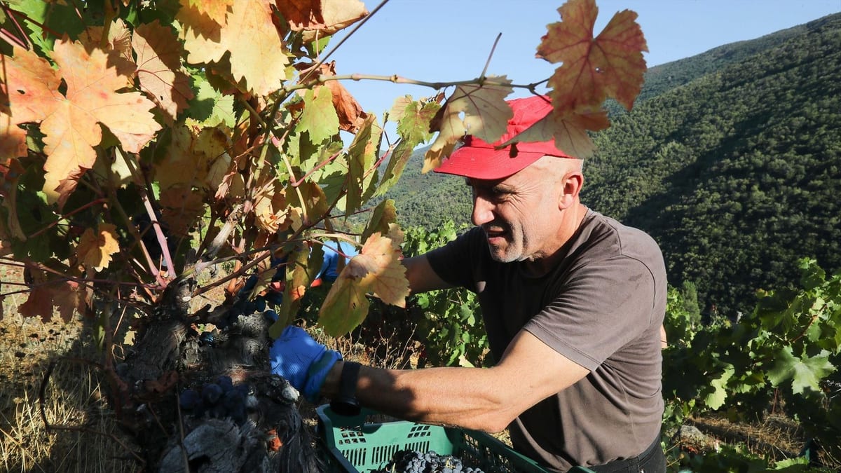 Fotografía que ilustra la noticia: La vendimia en Rioja Alavesa se adelanta al 24 de agosto: los viticultores alertan de una caída del 40% en la rentabilidad