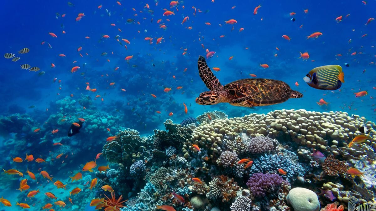 Fotografía que ilustra la noticia: Redeia despliega dos proyectos para proteger la biodiversidad del Golfo de Bizkaia mientras avanza la interconexión con Francia